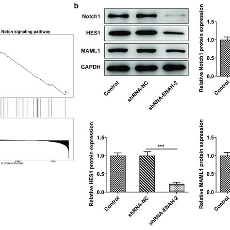 Enah Modulates The Activation Of Notch Signaling Pathway A The