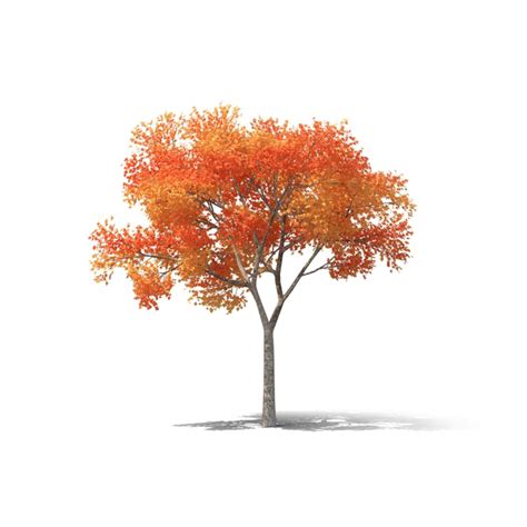 Realistic Tree Png Picture Png Arts Images