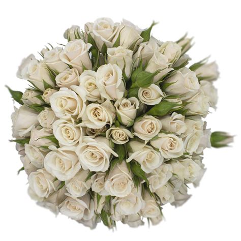 Champagne Majolika Alma Spray Roses