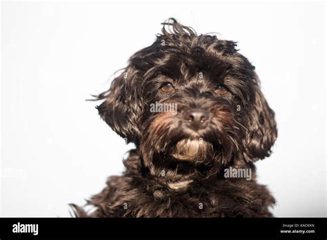 Maltipoo Maltese X Toy Poodle Portrait Of Adult Banque De Photographies Et D’images à Haute