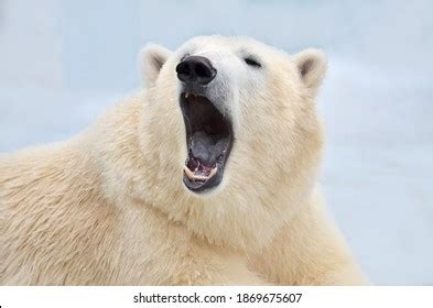 2,943 Bear Mouth Open Images, Stock Photos & Vectors | Shutterstock