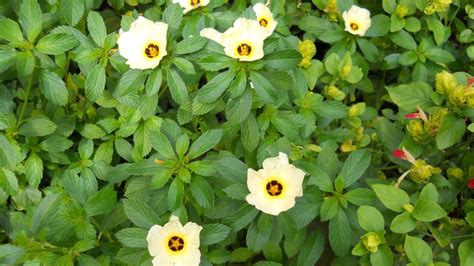 Para Que Serve A Chanana - Chanana: Flor Medicinal e Seus Usos Incríveis