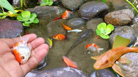 Menangkap Ikan Mas Koki Ikan Sapu Sapu Ikan Cupang Ikan Glofish