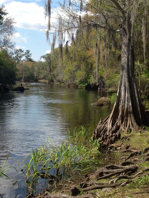 View Of The Withlacoochee River From Stumpknockers In Dunnellon Fl By