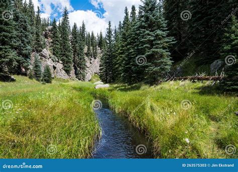 Stream Through Green Grassy Meadow And Spruce And Fir Trees Stock Image Image Of National