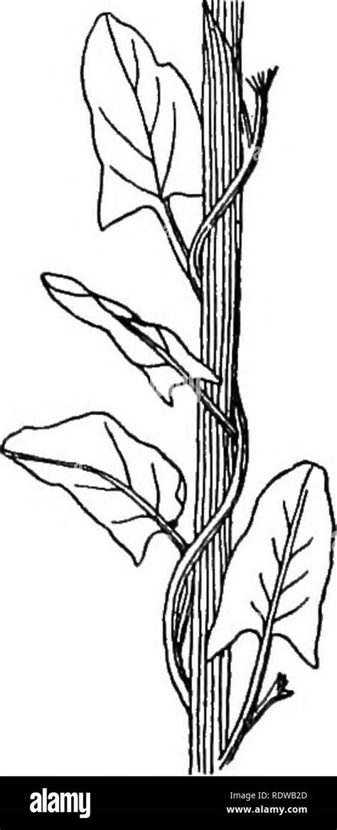 Climber Plant Drawing Check Out Our Plant Drawing Selection For The