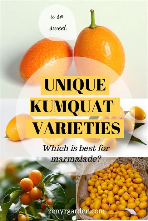 Kumquat Varieties: 4 Delicious Ones