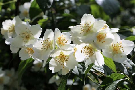 Altro che giardiniere con questo trucco segreto il mio gelsomino è già