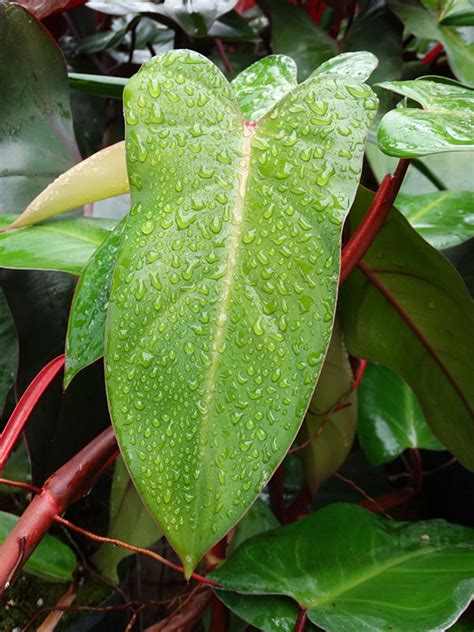 Philodendron Anderson Red Plant In 2x2x7″ Pot Kens Philodendrons