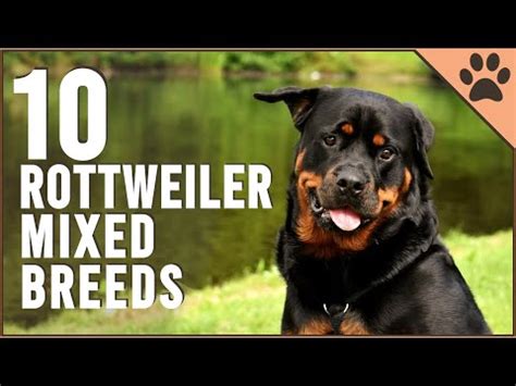 10 Breeds of Rottweiler Mix [Complete Guide]