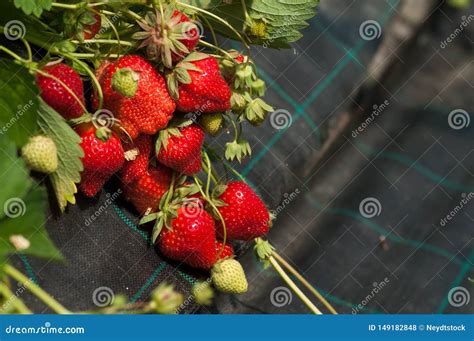 Fresas Org Nicas En Un Invernadero Foto De Archivo Imagen De Cosecha