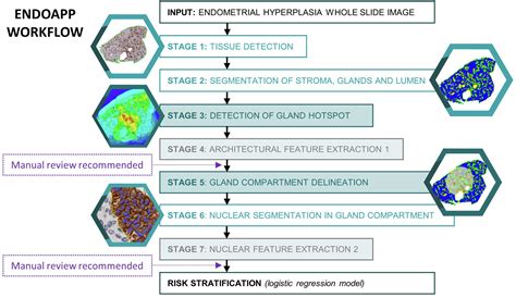 Automated Prognostic Assessment Of Endometrial Hyperplasia For