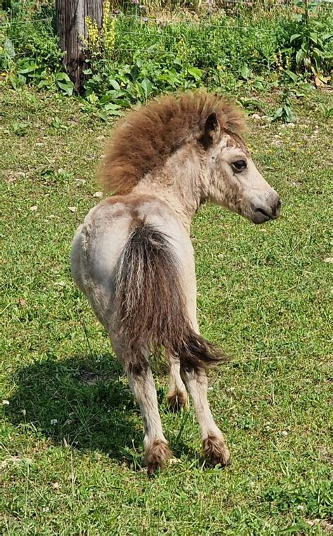 Pferdemarkt Pony Minishetty Hengstabsetzer Kaufen Landwirt