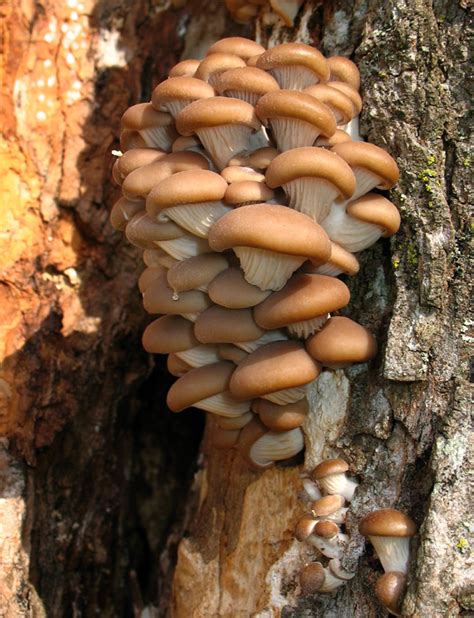 Oyster Mushrooms Identification