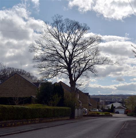 Woodlands Grove Baildon Habiloid Cc By Sa 2 0 Geograph Britain