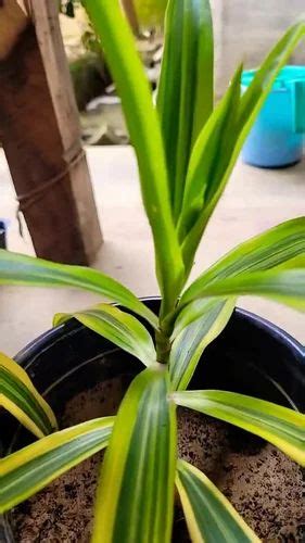 Dracaena Reflexa Variegata Whitish Green Song Of India Indoor