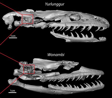 burrowing    world  snake evolution news
