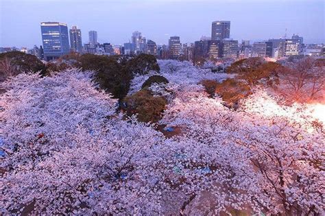 IMAGES CERISIERS EN FLEURS ET TOKYO ILLUMINE 10