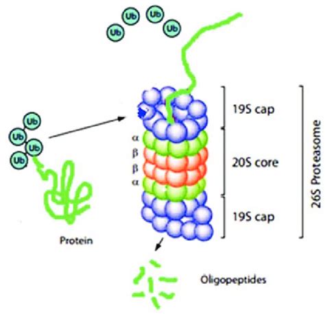 Schematic Representation Of The Structure And Function Of 26s Download Scientific Diagram