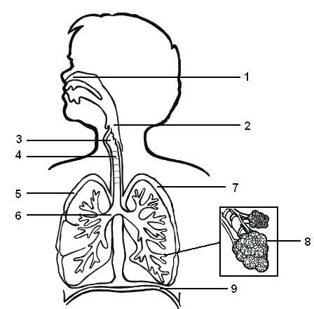 Aparato Respiratorio Diagram Quizlet