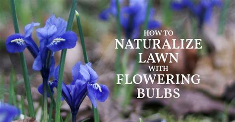 How To Naturalize Bulbs In Lawn For A Sea Of Flowers