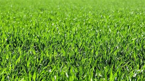 percantik halaman rumah   jenis rumput hias  bisa dijadikan