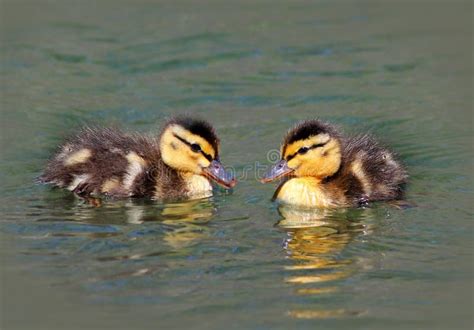 Two Baby Mallard Ducks Stock Image Image Of Background