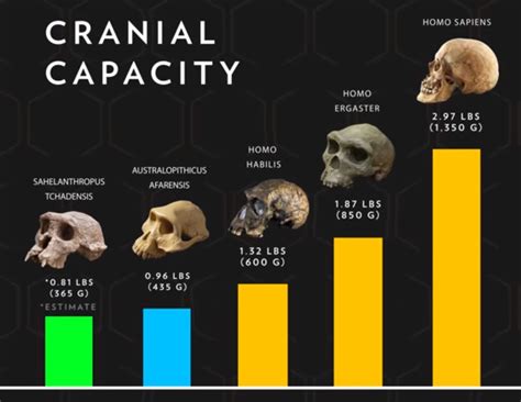 Hominin Cranial Capacities Compared