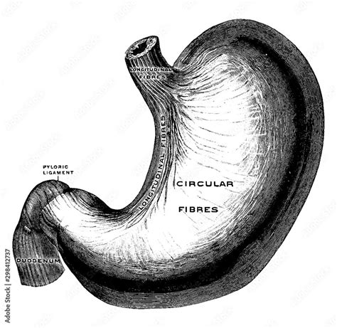 Superficial Muscles of the Stomach, vintage illustration. Stock Vector | Adobe Stock