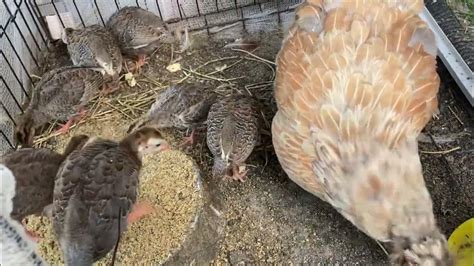 Guinea Fowl Keets Are Two Weeks And Doing Well With Their Mother Hen Youtube