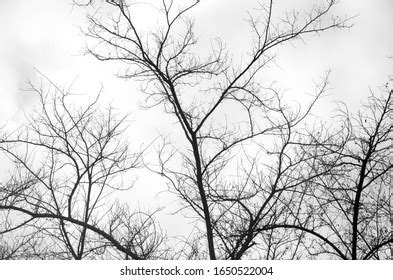 Black White Tree Silhouette Stock Photo 1650522004 | Shutterstock