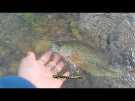 Short Bank Fishing For Cold Water Bass With The Drop Shot New Melones