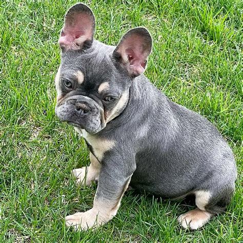 French Bulldog Puppies For Sale Ga Frenchie Puppies Georgia