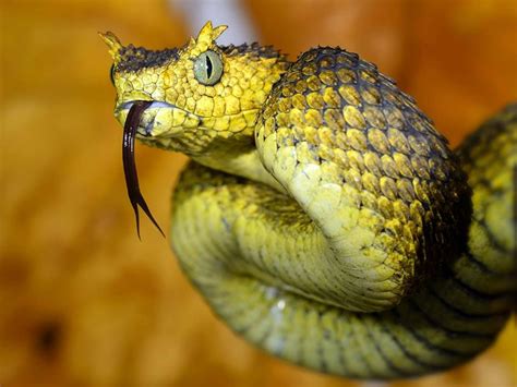 pit viper snake facts
