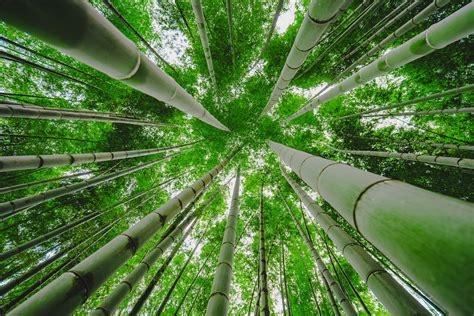 Bamboo HD Wallpapers Top Free Bamboo HD Backgrounds WallpaperAccess