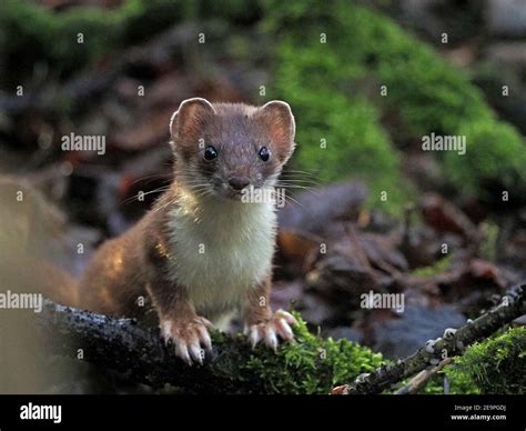 Big Weasel High Resolution Stock Photography and Images - Alamy