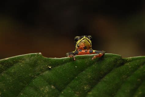 Fotos Y Videos Naturaleza Y Cultura Internacional