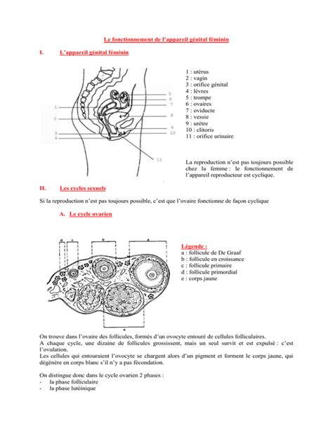 Le Fonctionnement De L`appareil Génital Féminin