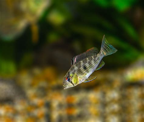 Acarichthys Heckelii Threadfin Acara Bojan Žavcer Flickr