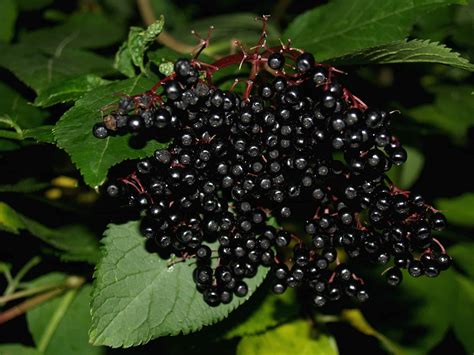 Homemade Elderberry Wine Recipe You Must Try [Full Instructions]