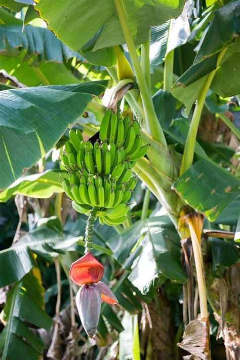 Planting Bananas Find Out How To Grow And Care For Banana Trees