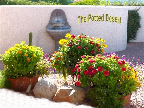 Why The Number 3 Is Perfect For Desert Container Gardens The Potted