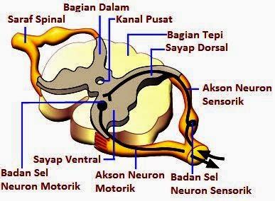 Fungsi Anatomi Sumsum Tulang Belakang