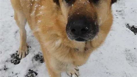 Il Lieto Fine Del Cane Oso Adottato Nel Giorno Del Suo Compleanno La