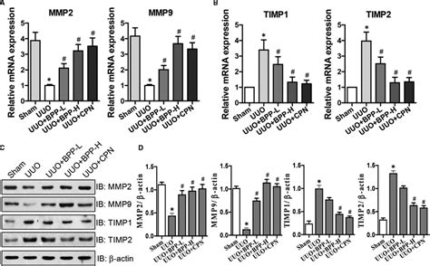 Effects Of BPP On The Expression Levels Of MMP2 MMP9 TIMP1 And TIMP2