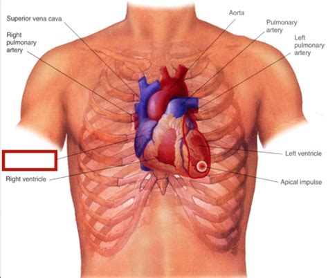 Physical Assessment Cardiology Flashcards Quizlet