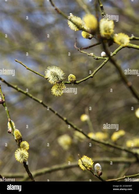 Pussy Willow Catkins Of The Goat Willow Or Goat Sallow Salix Caprea