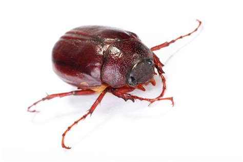 Brown June Bug