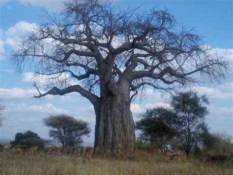 Your African Safari African Safari Tanzania Safari Baobab Tree