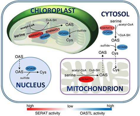 Frontiers Functional Characterization Of The Serine Acetyltransferase